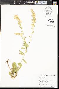 Solidago velutina image