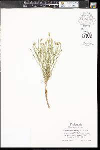 Stephanomeria pauciflora image