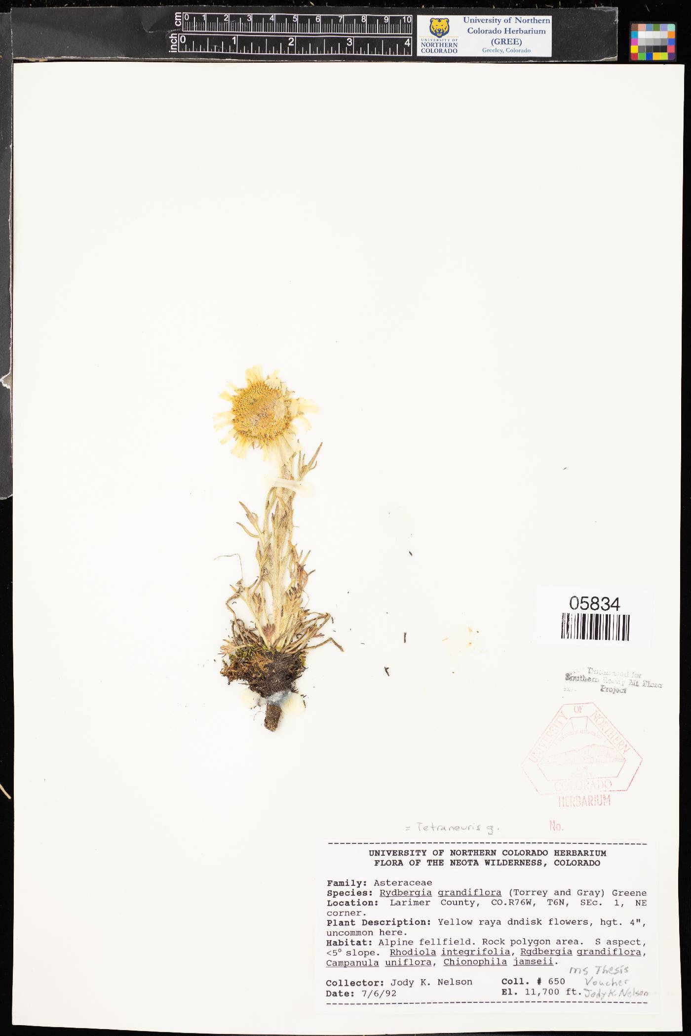 Hymenoxys grandiflora image