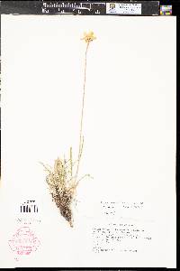 Tetraneuris ivesiana image