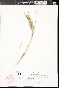 Tragopogon pratensis image