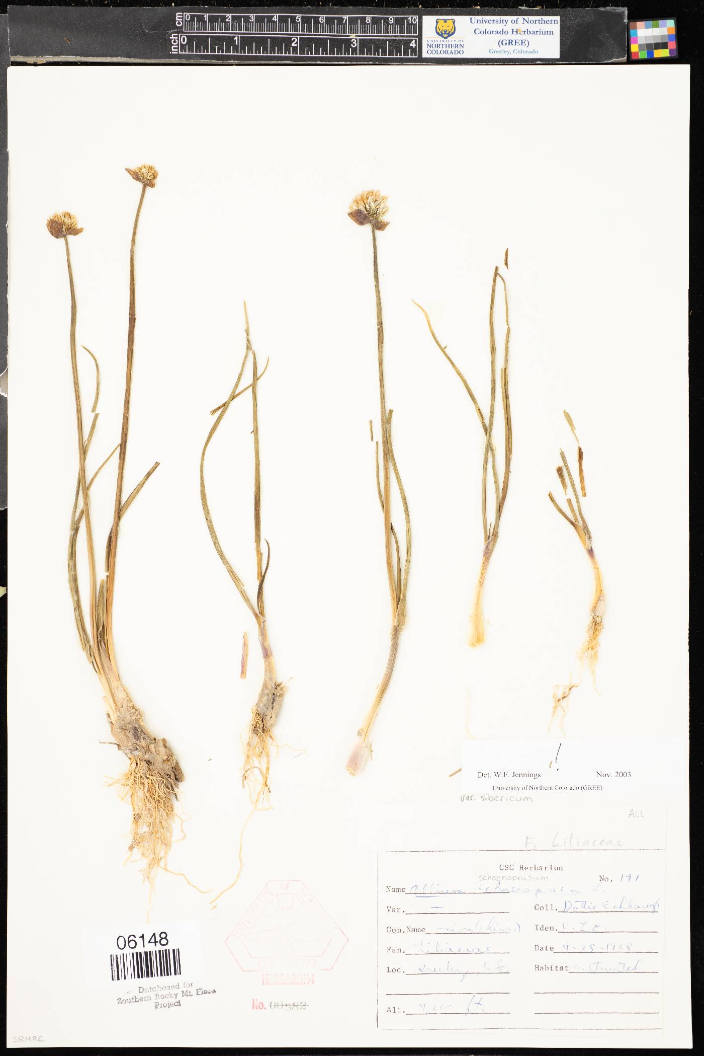 Allium schoenoprasum subsp. sibiricum image
