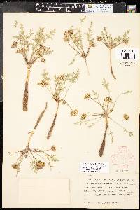 Cymopterus acaulis image