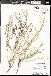 Ambrosia linearis image