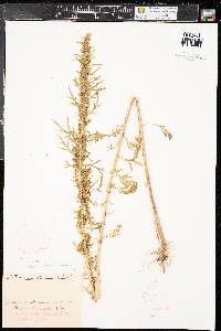 Artemisia biennis var. biennis image