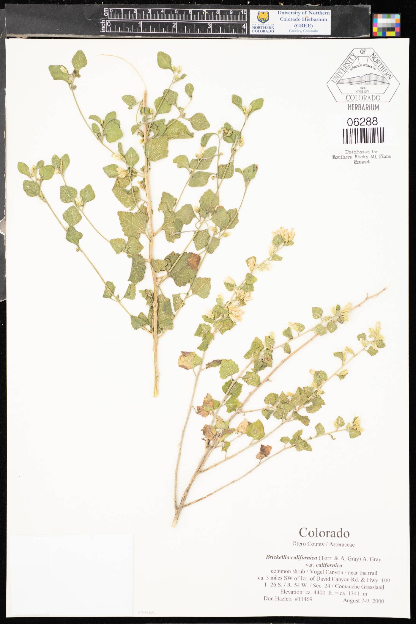 Brickellia californica var. californica image