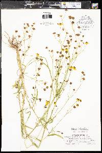 Coreopsis tinctoria image