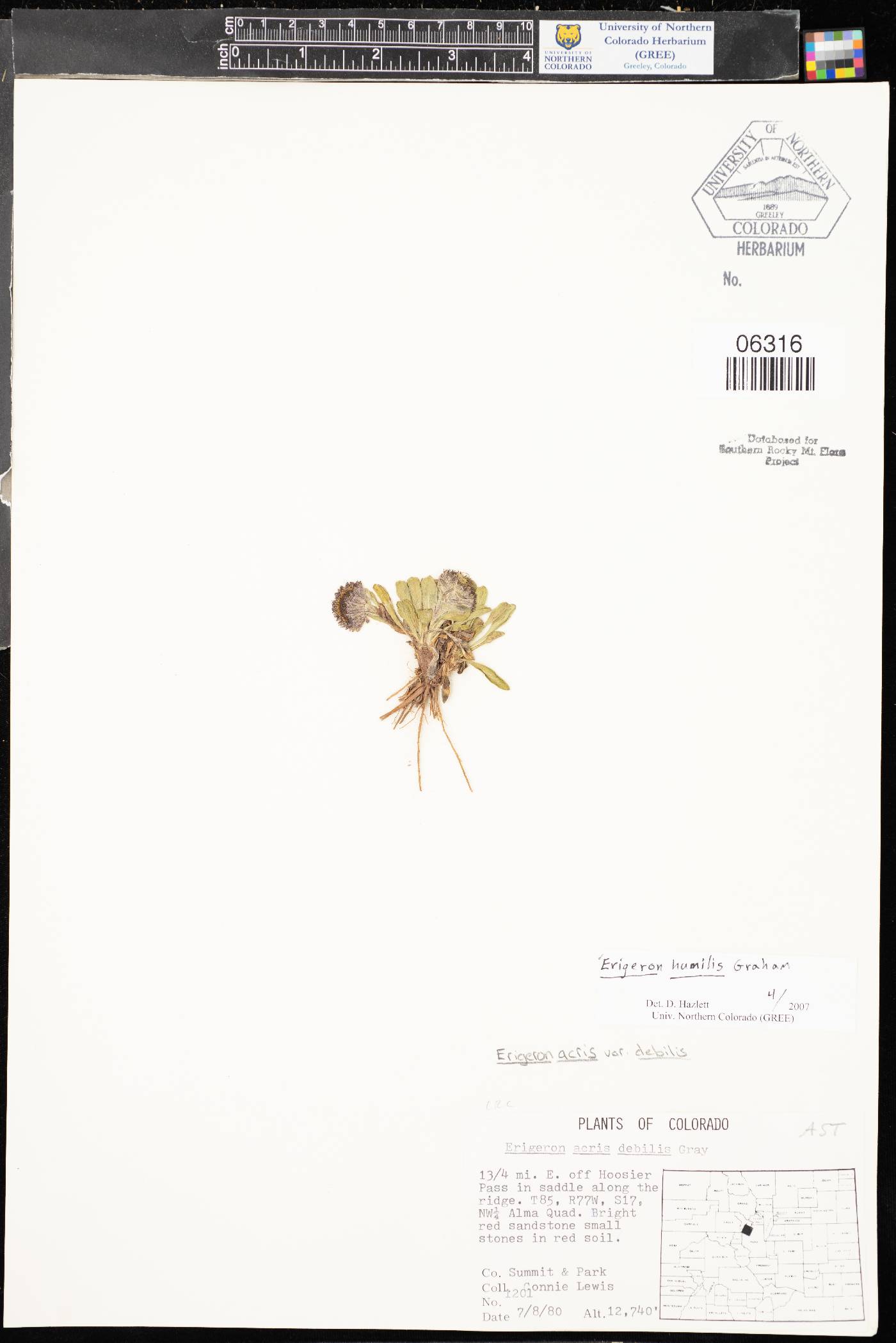 Erigeron acris subsp. debilis image
