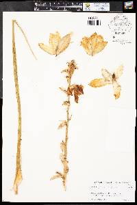 Yucca glauca var. glauca image