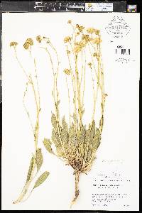 Platyschkuhria integrifolia image