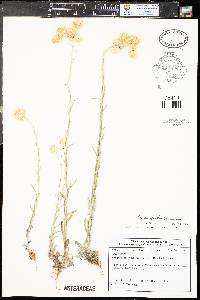 Pseudognaphalium stramineum image