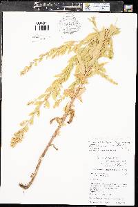 Solidago canadensis var. gilvocanescens image