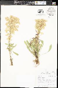 Solidago nana image