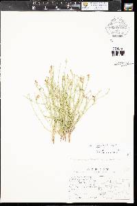 Stephanomeria runcinata image