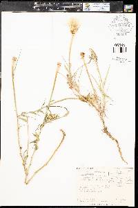 Tragopogon pratensis image