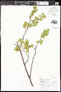 Betula glandulosa image