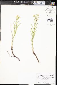 Lithospermum multiflorum image