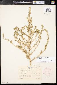 Amaranthus albus image