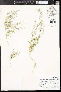 Chenopodium subglabrum image