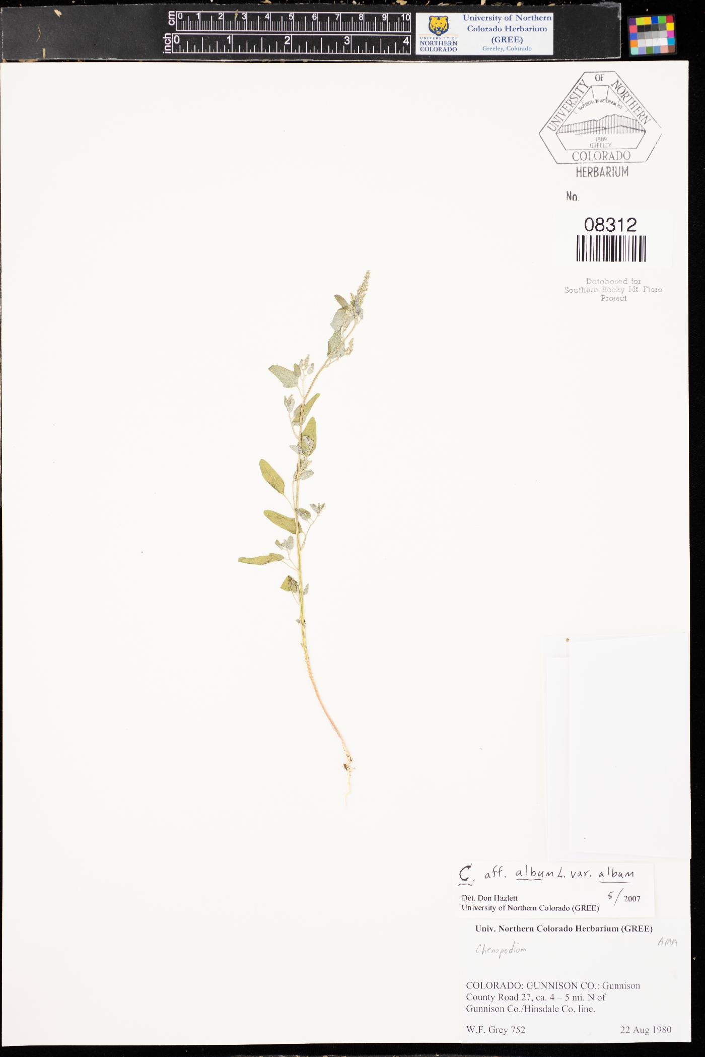 Chenopodium album var. album image