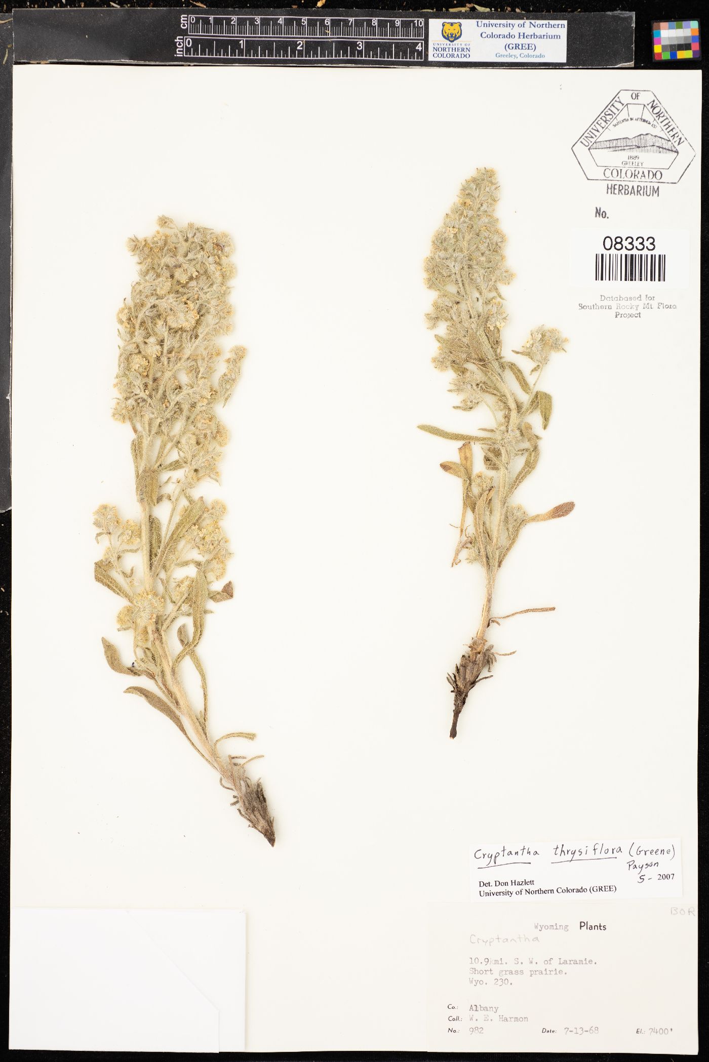 Oreocarya thyrsiflora image