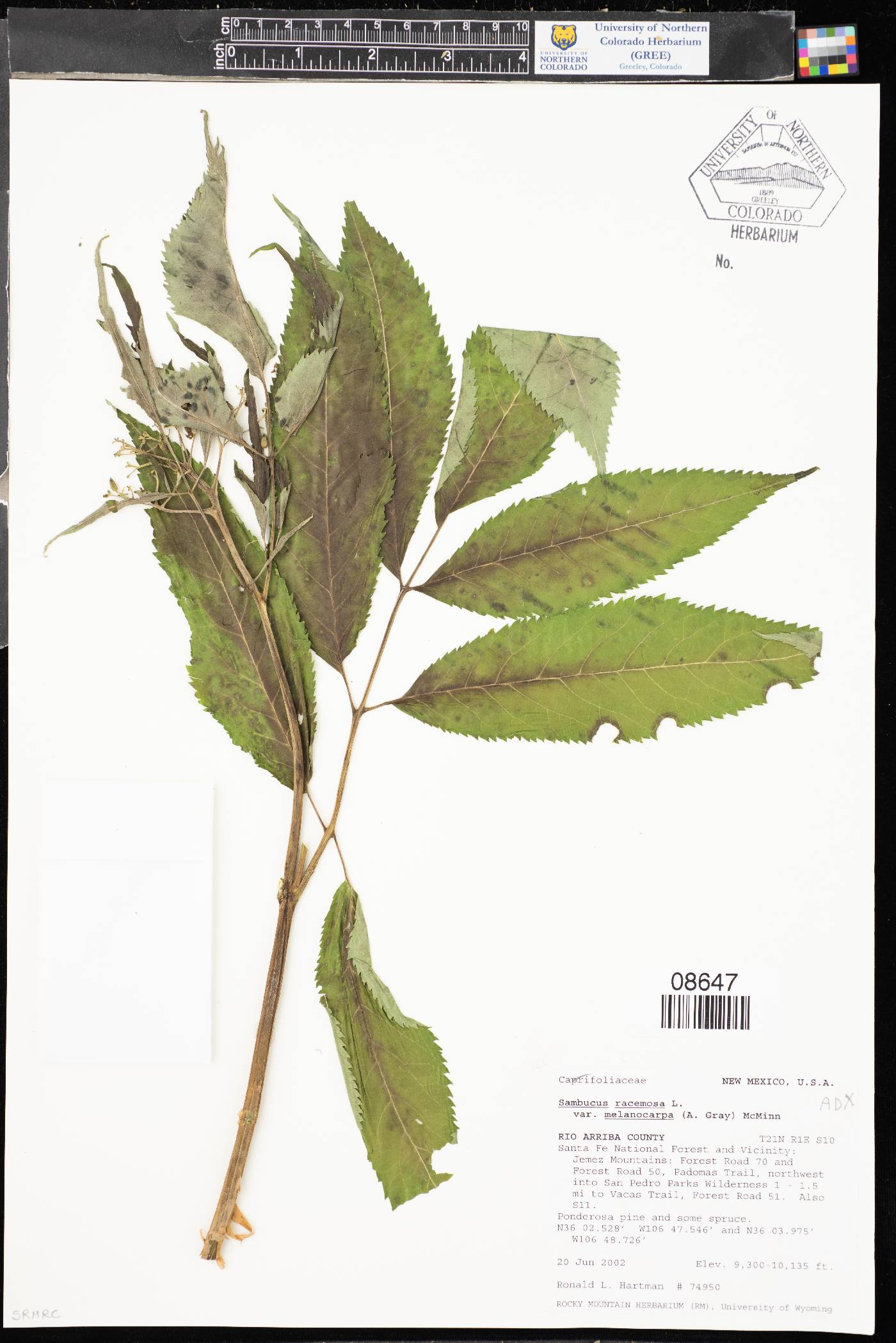 Sambucus racemosa var. melanocarpa image