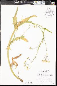 Crepis capillaris image