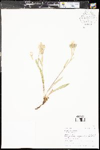 Crepis occidentalis subsp. costata image