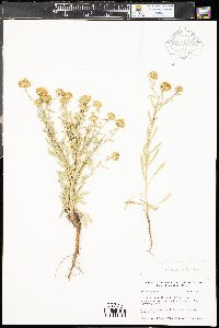 Grindelia nuda image