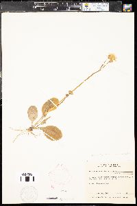 Krigia biflora image