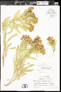 Oonopsis wardii image