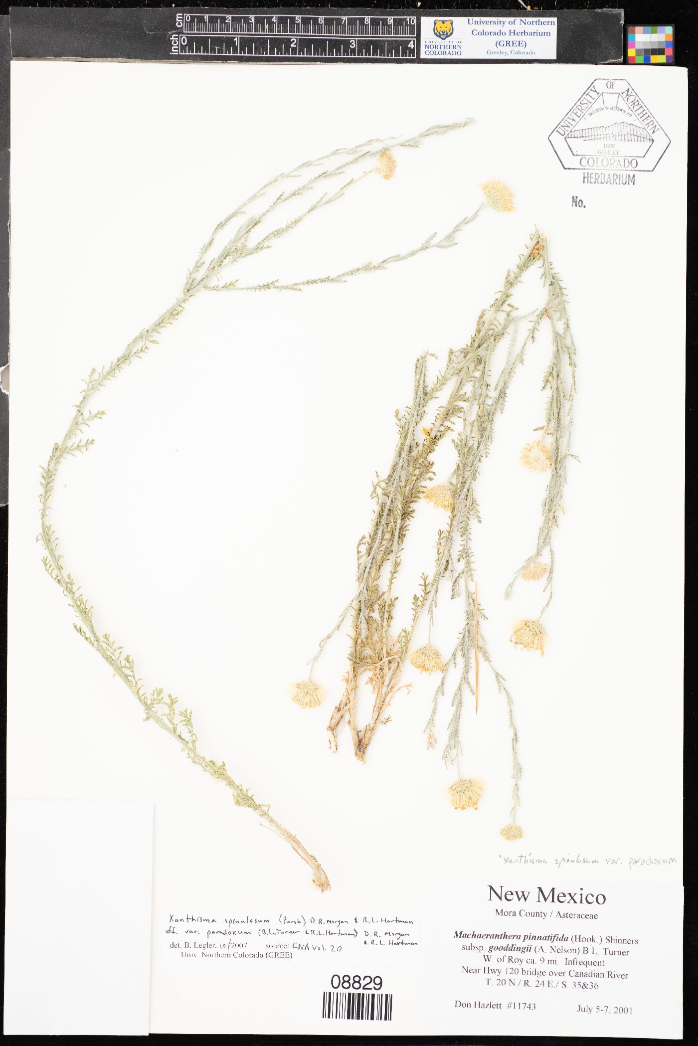 Xanthisma spinulosum var. paradoxum image