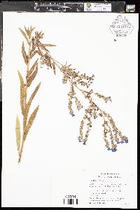 Anchusa officinalis image