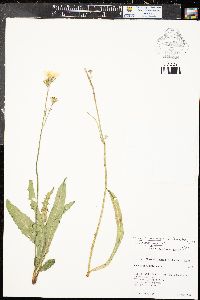 Crepis runcinata subsp. runcinata image