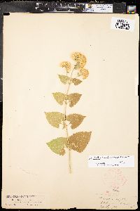 Brickellia grandiflora image