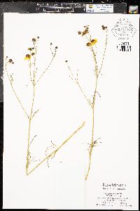 Coreopsis tinctoria image