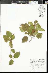 Alnus incana subsp. tenuifolia image