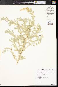 Atriplex canescens var. canescens image