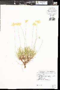 Tetraneuris scaposa var. scaposa image