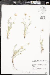 Erigeron tracyi image