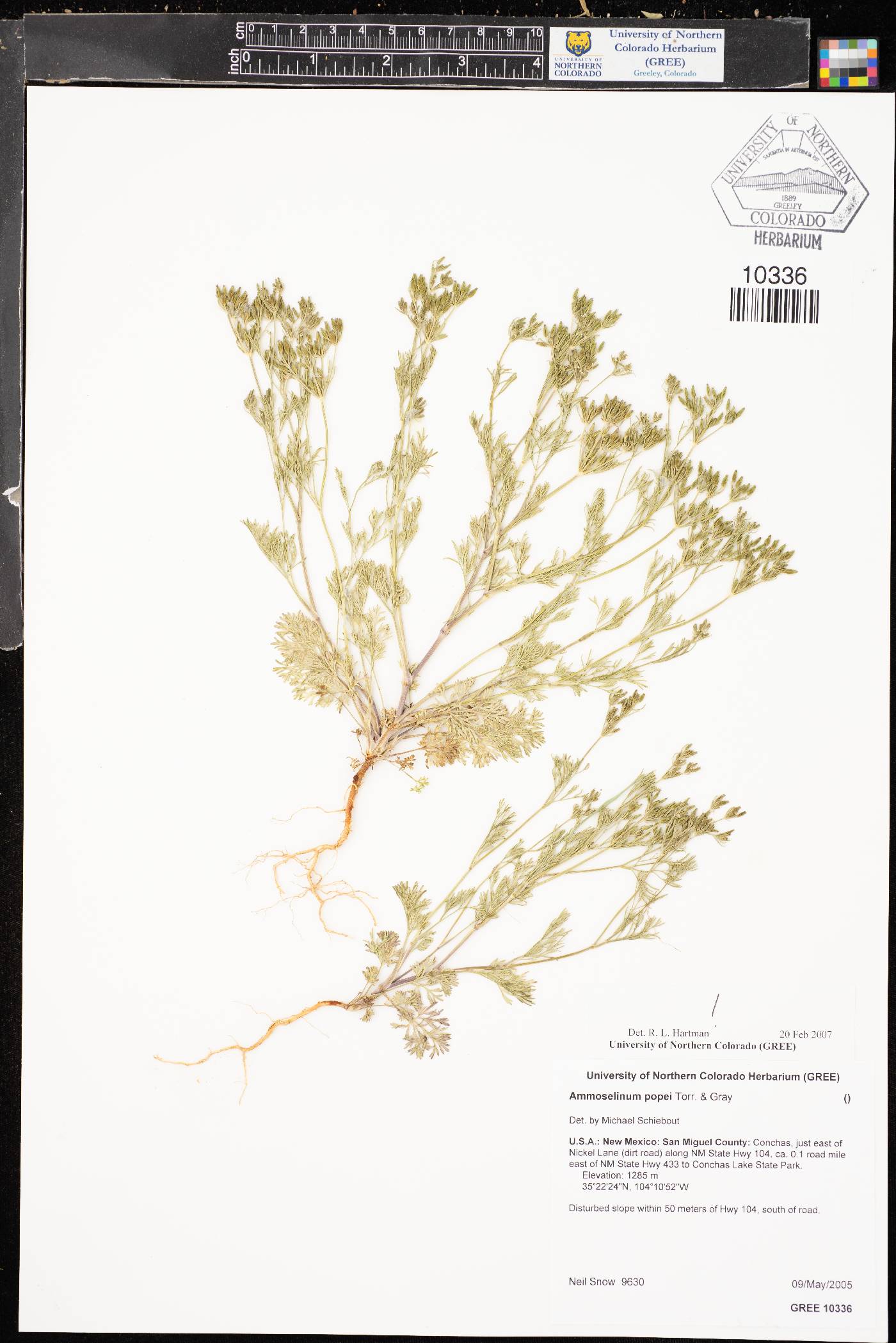Ammoselinum popei image