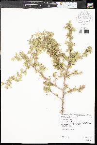 Rhus microphylla image