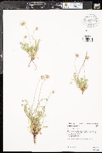 Erigeron tracyi image