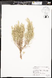 Artemisia filifolia image