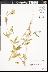 Helianthus petiolaris image