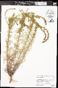 Artemisia campestris image