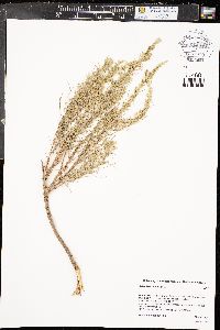 Artemisia filifolia image