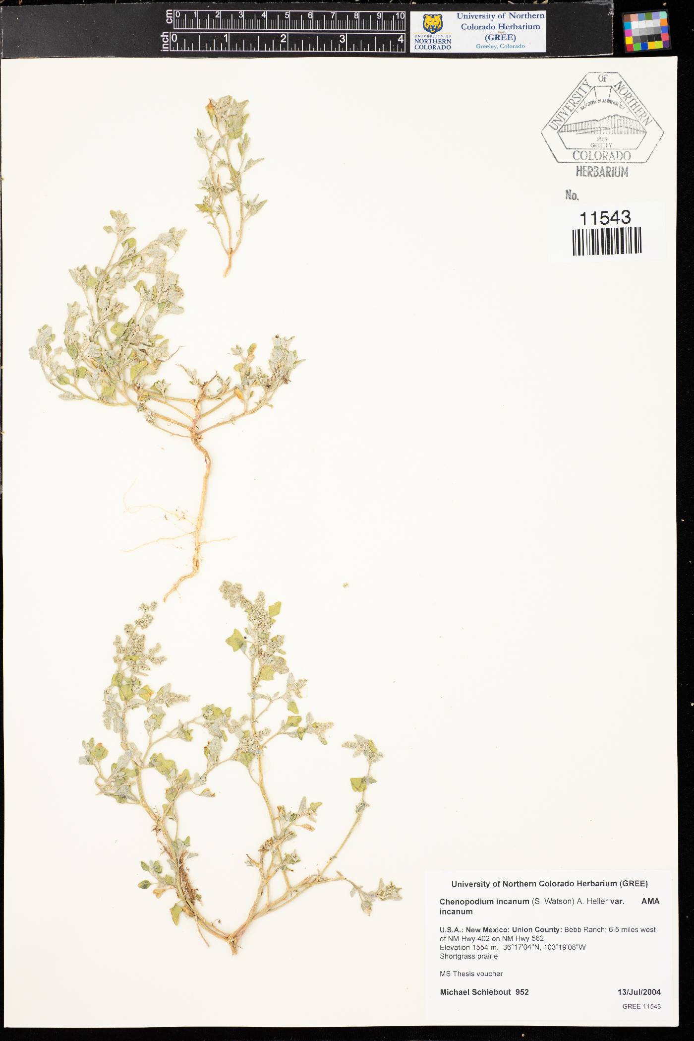 Chenopodium incanum var. incanum image