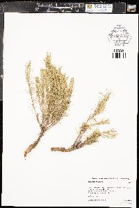 Artemisia filifolia image