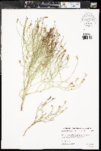 Lygodesmia juncea image